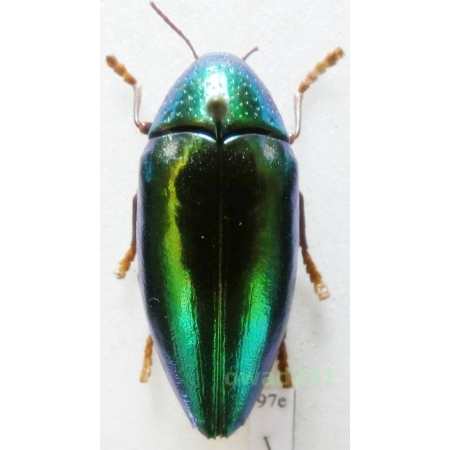 Sternocera aequisignata Saunders, 1866 37mm Thailand97e